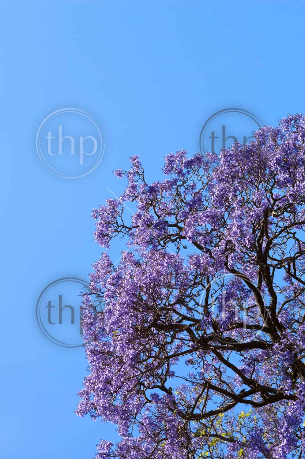 Beautiful Jacaranda Trees In Full Bloom Against A Blue Sky Thpstock