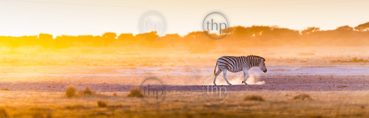 Zebra At Sunset In Botswana Africa With Beautiful Sunset Light Thpstock