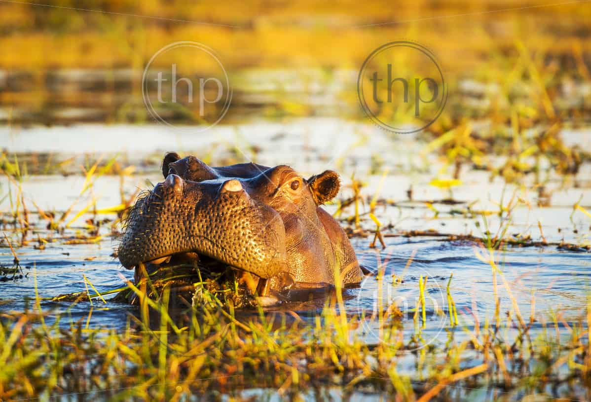 Hippopotamus Or Hippo In The Chobe River In Chobe National Park